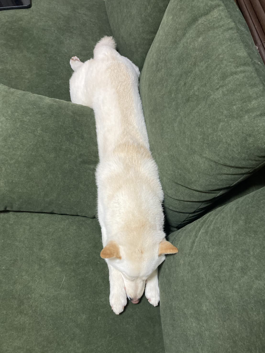 しん屋のマスコット 愛犬うどん